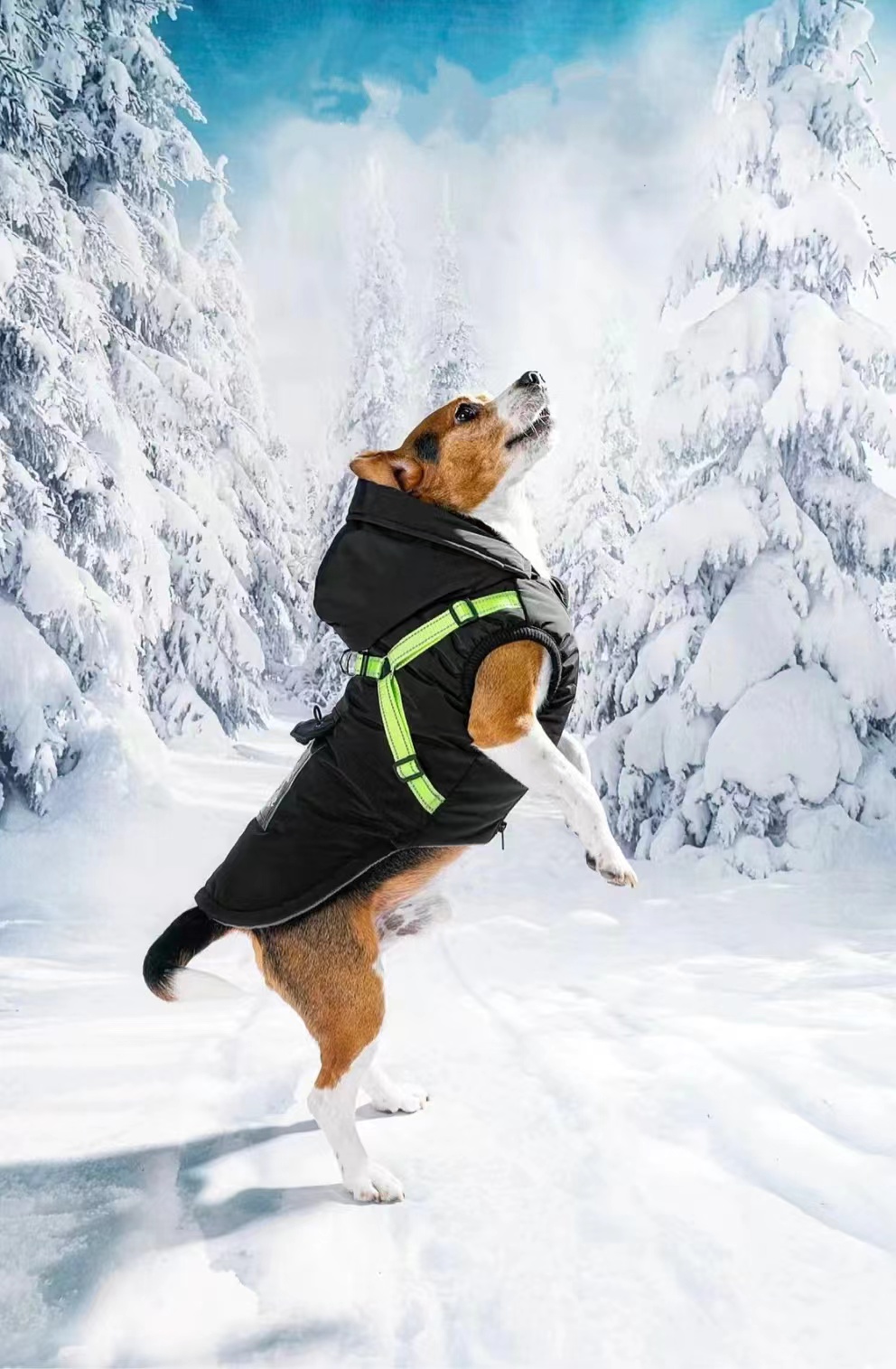 Collie #20