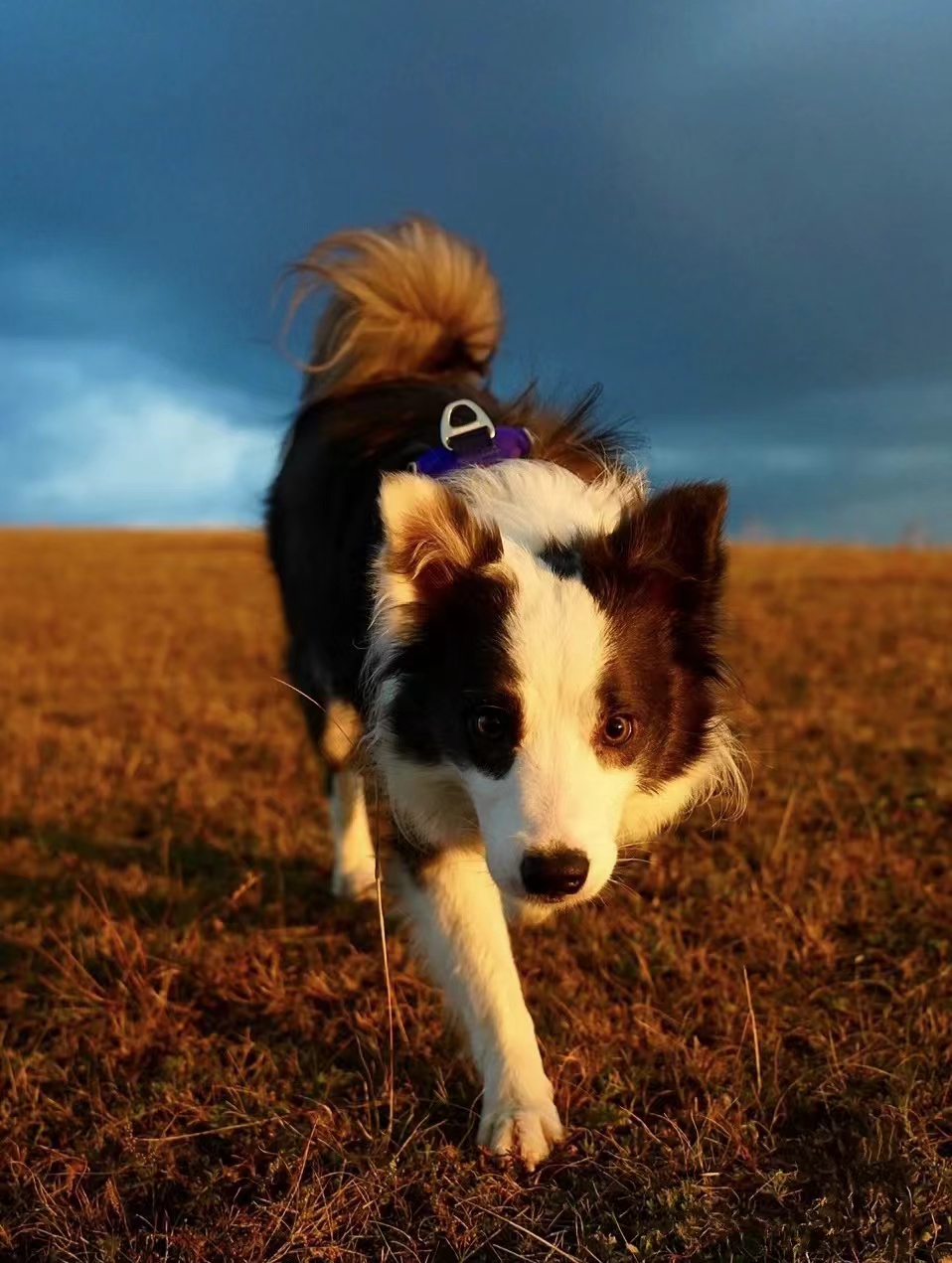 Collie #31