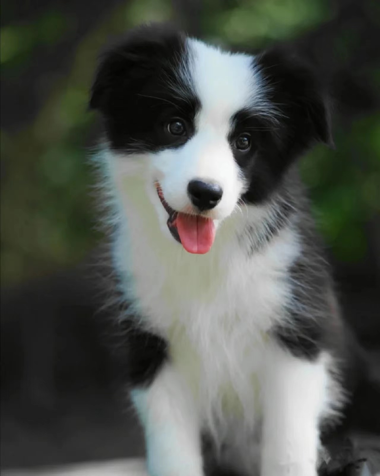 Collie #41