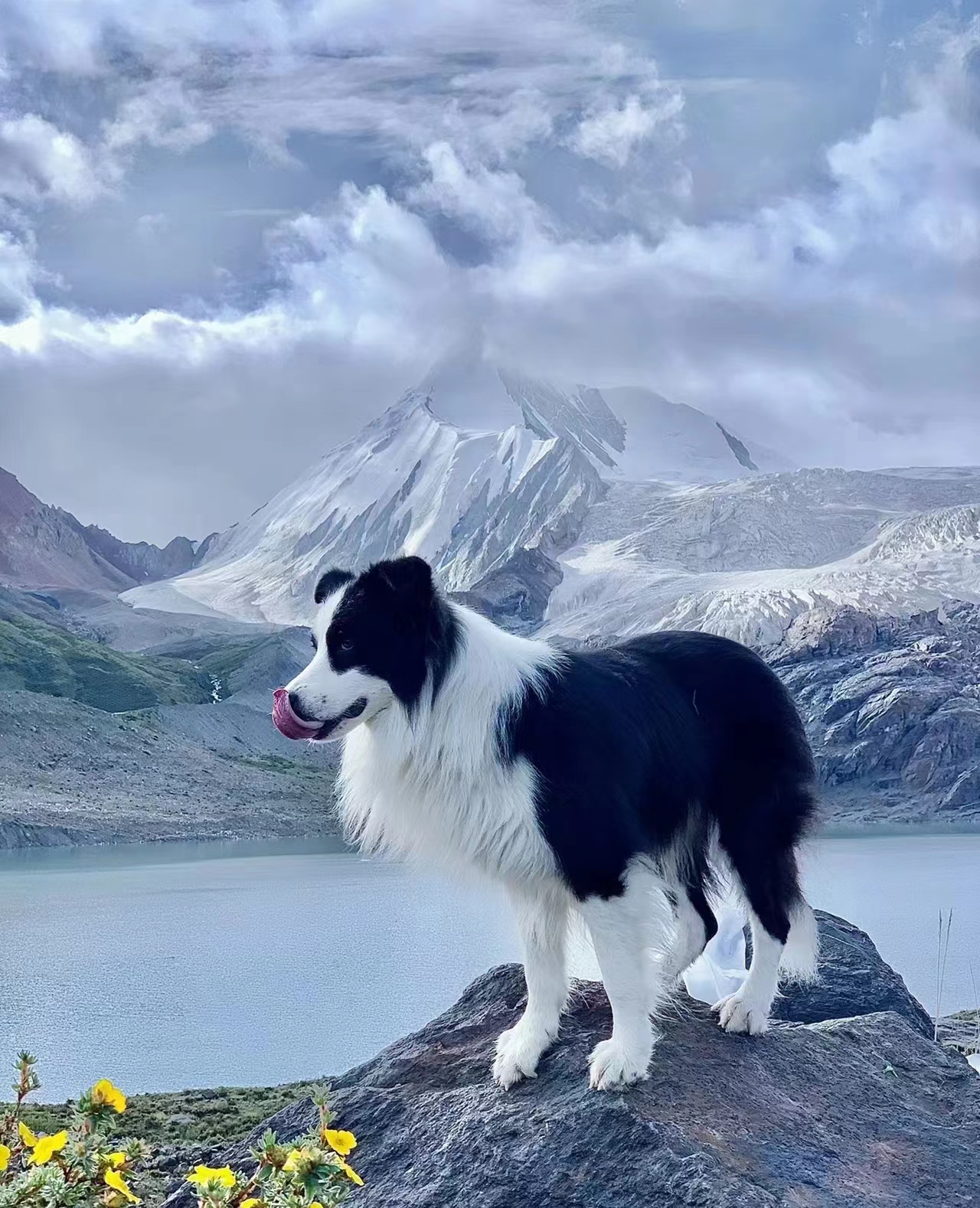 DogeCollie