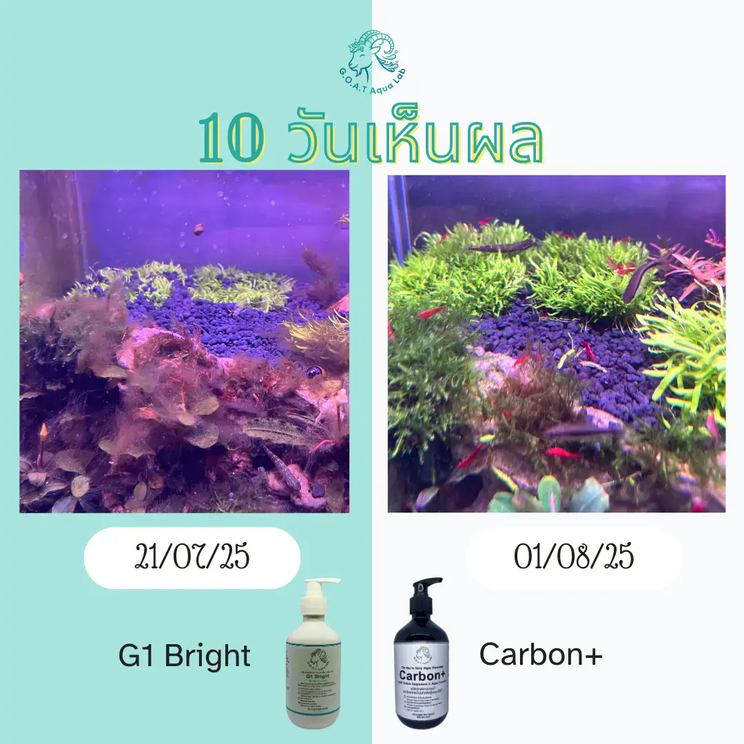 ภาพเปรียบเทียบตู้ไม้น้ำก่อนและหลังใช้ G1 Bright และ Carbon+ ใน 10 วัน