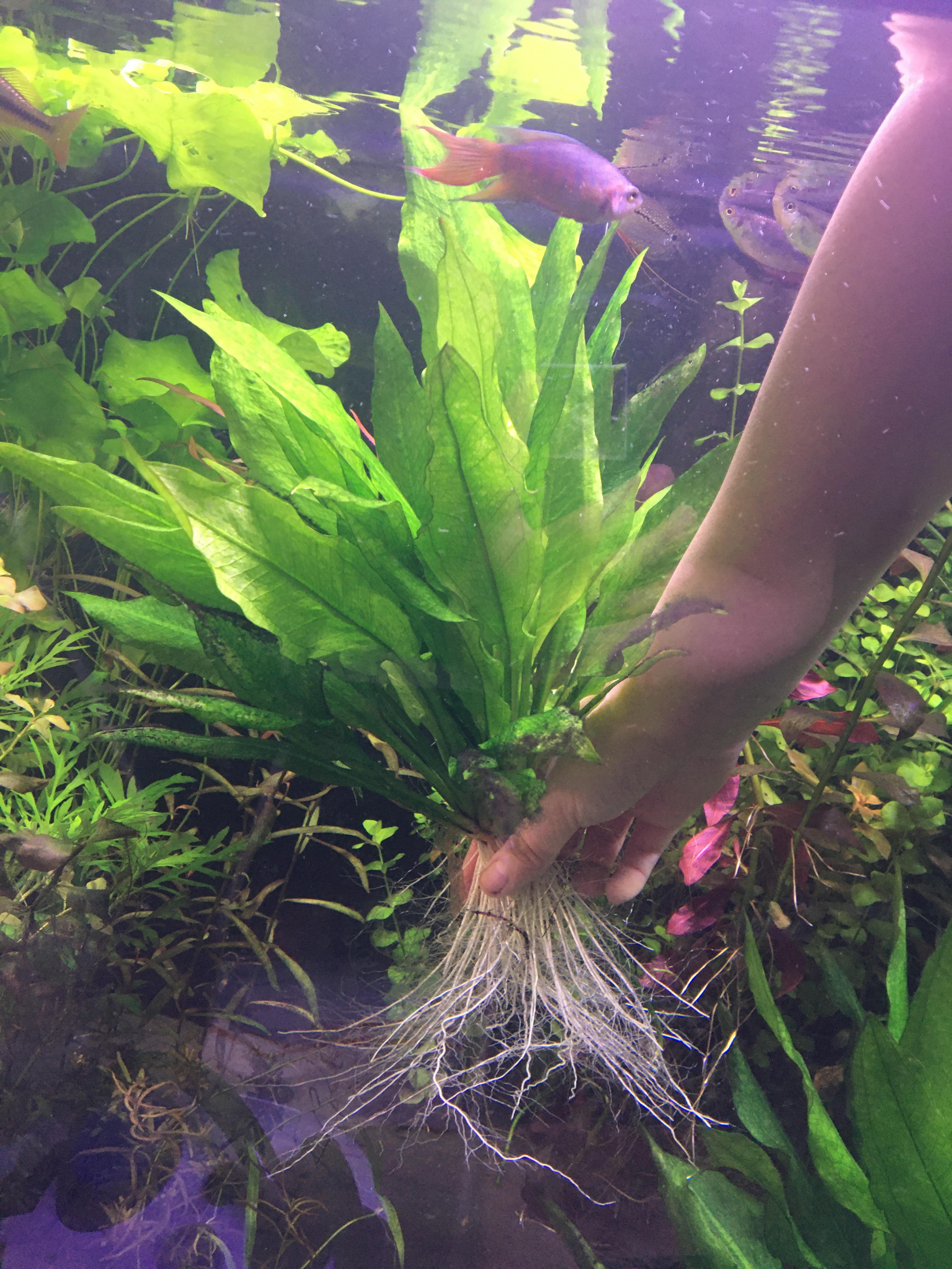 Amazon Sword ในตู้ไม้น้ำ