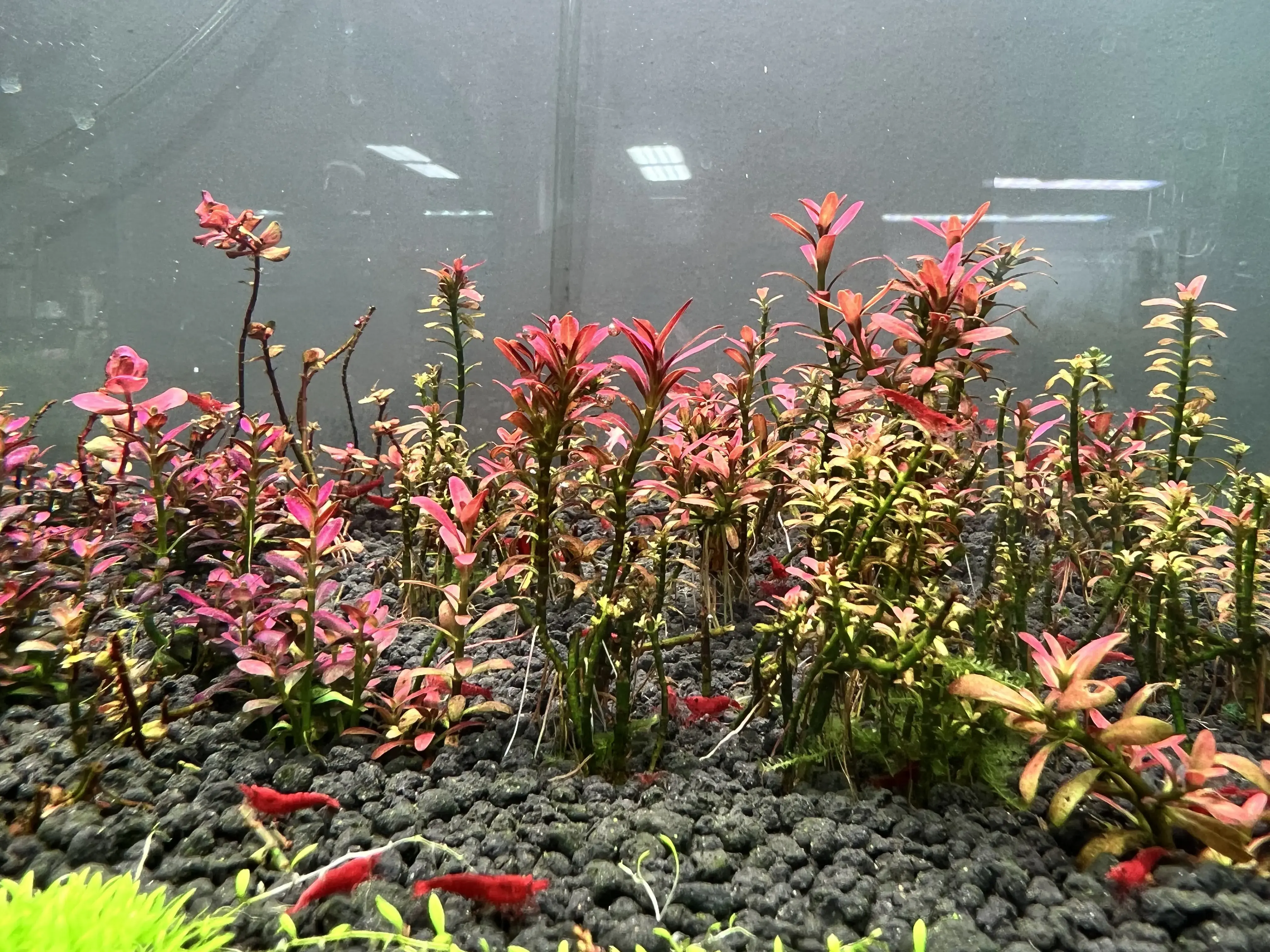 ปุ๋ยไม้น้ำ G1 Bright