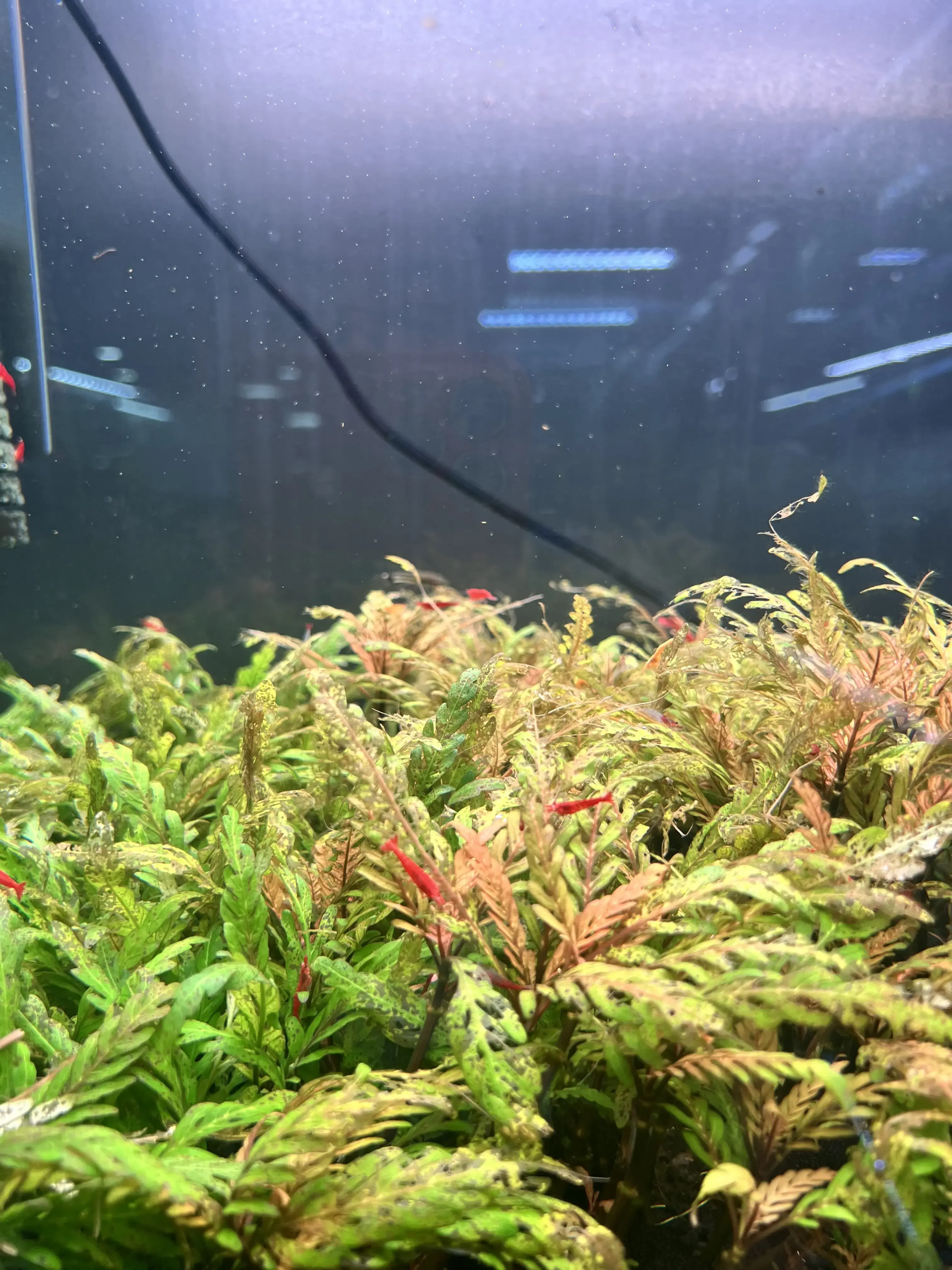 ไม้น้ำสีแดงสด