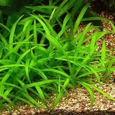 หญ้าซาจิ (Sagittaria) ไม้น้ำใบยาวสวยงาม