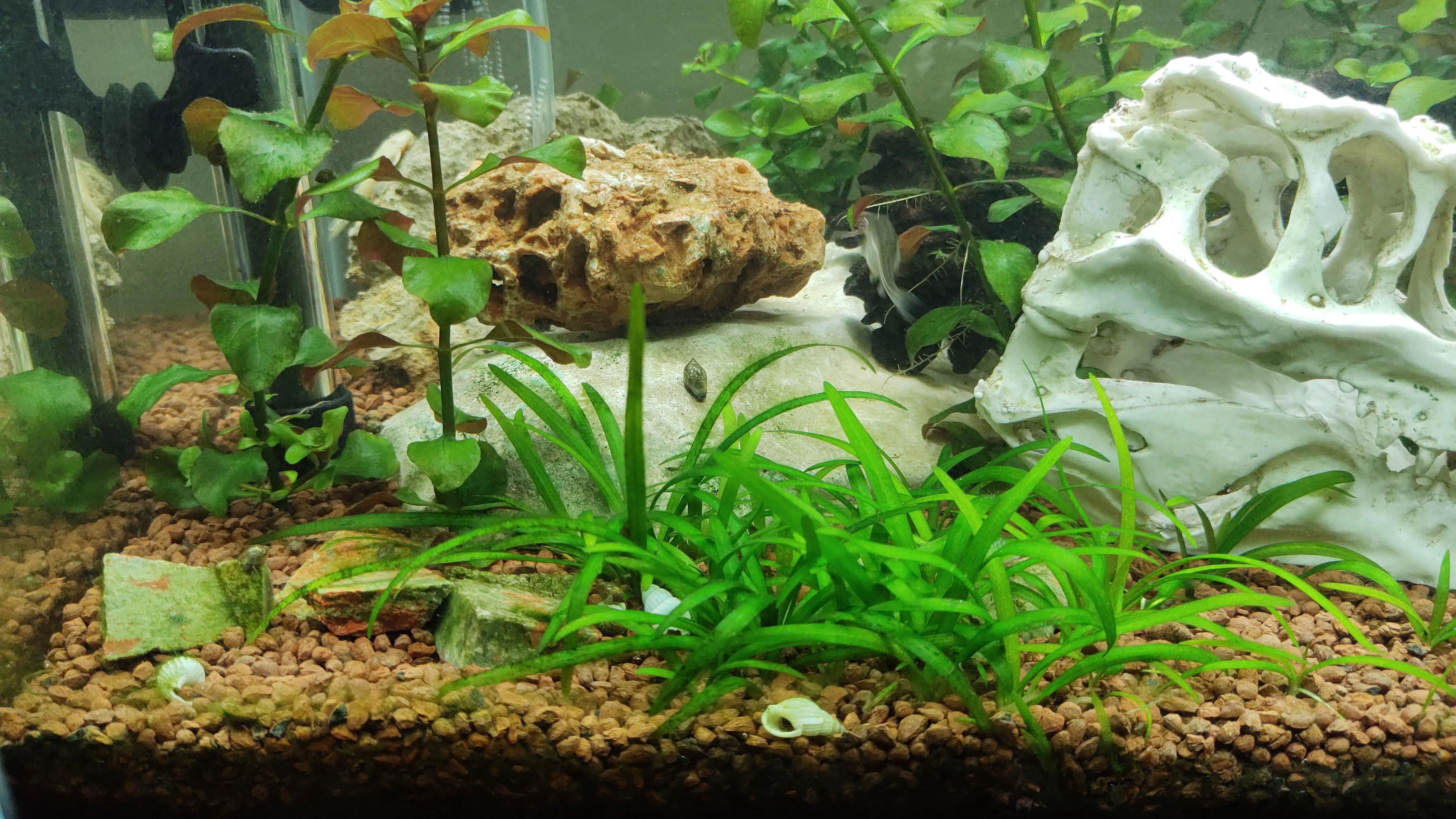 หญ้าซาจิ (Sagittaria) ในตู้ไม้น้ำ