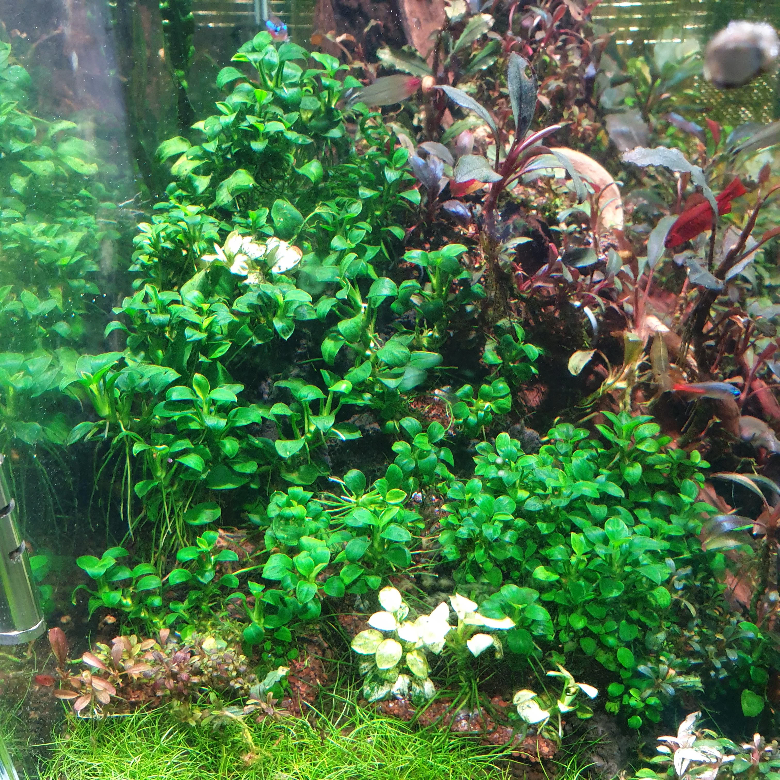 Anubias Nana ในตู้ไม้น้ำ