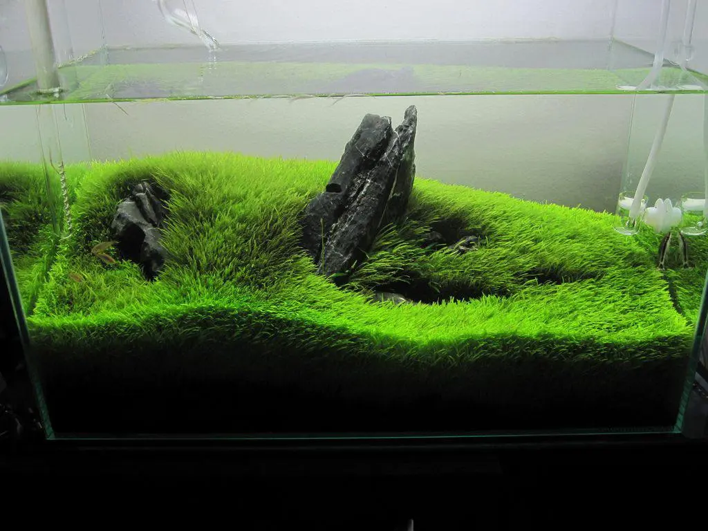 ภาพหญ้ากระดาษแน่นพื้นตู้ไม้น้ำ