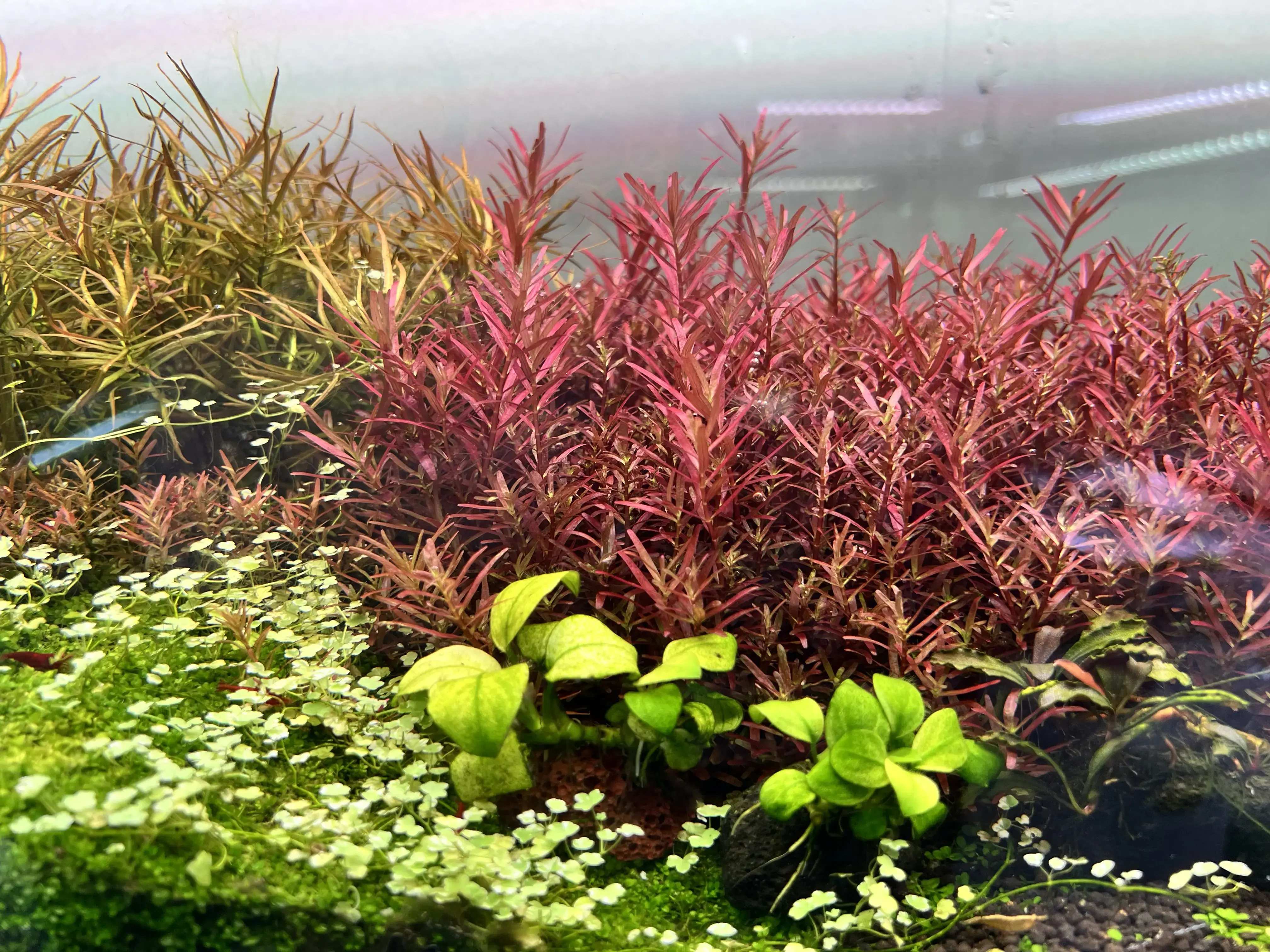 ตู้ไม้น้ำที่สมบูรณ์