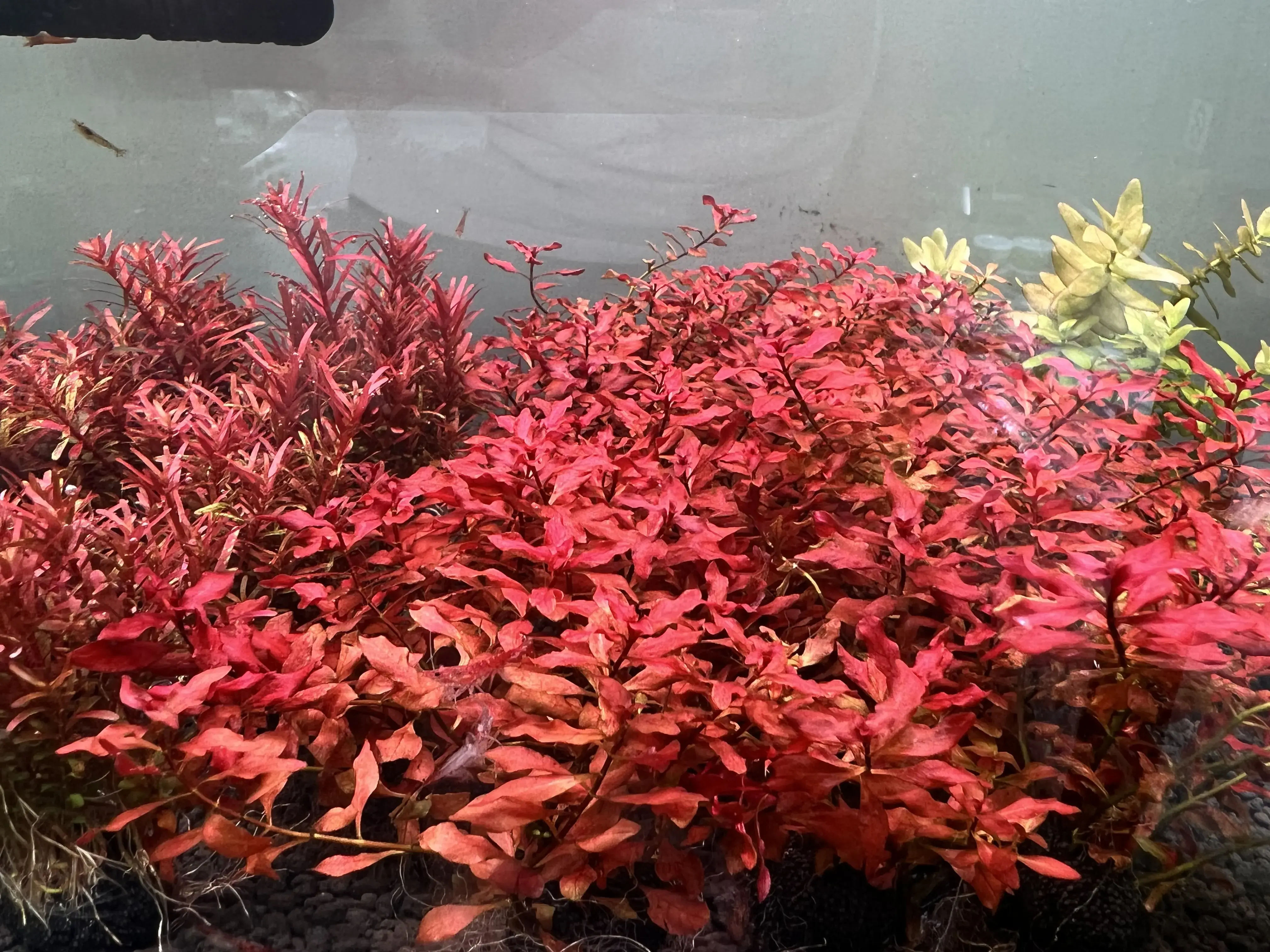 ตู้ไม้น้ำที่สมบูรณ์