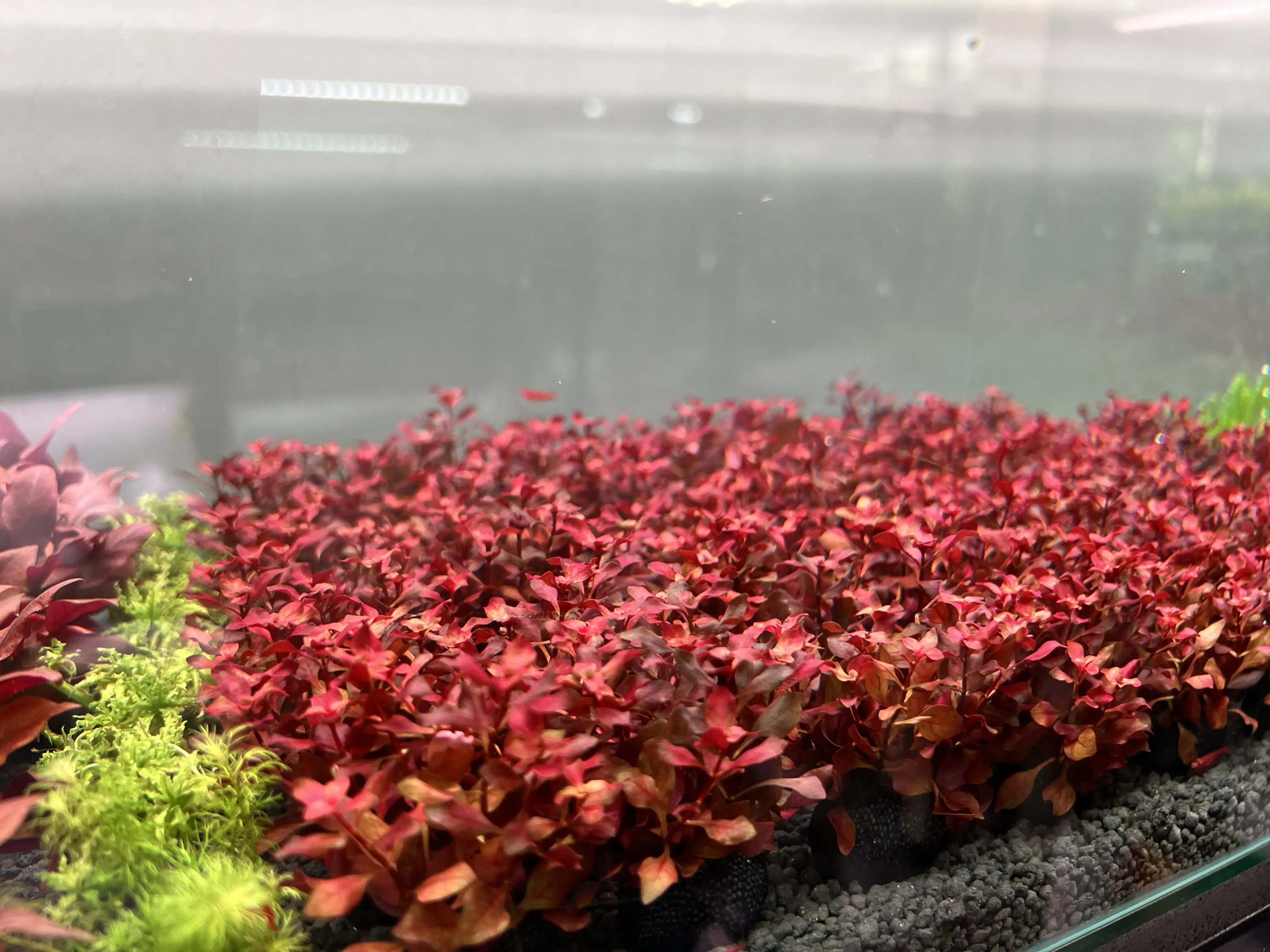 ค่าต่างๆในน้ำสำหรับตู้ไม้น้ำ