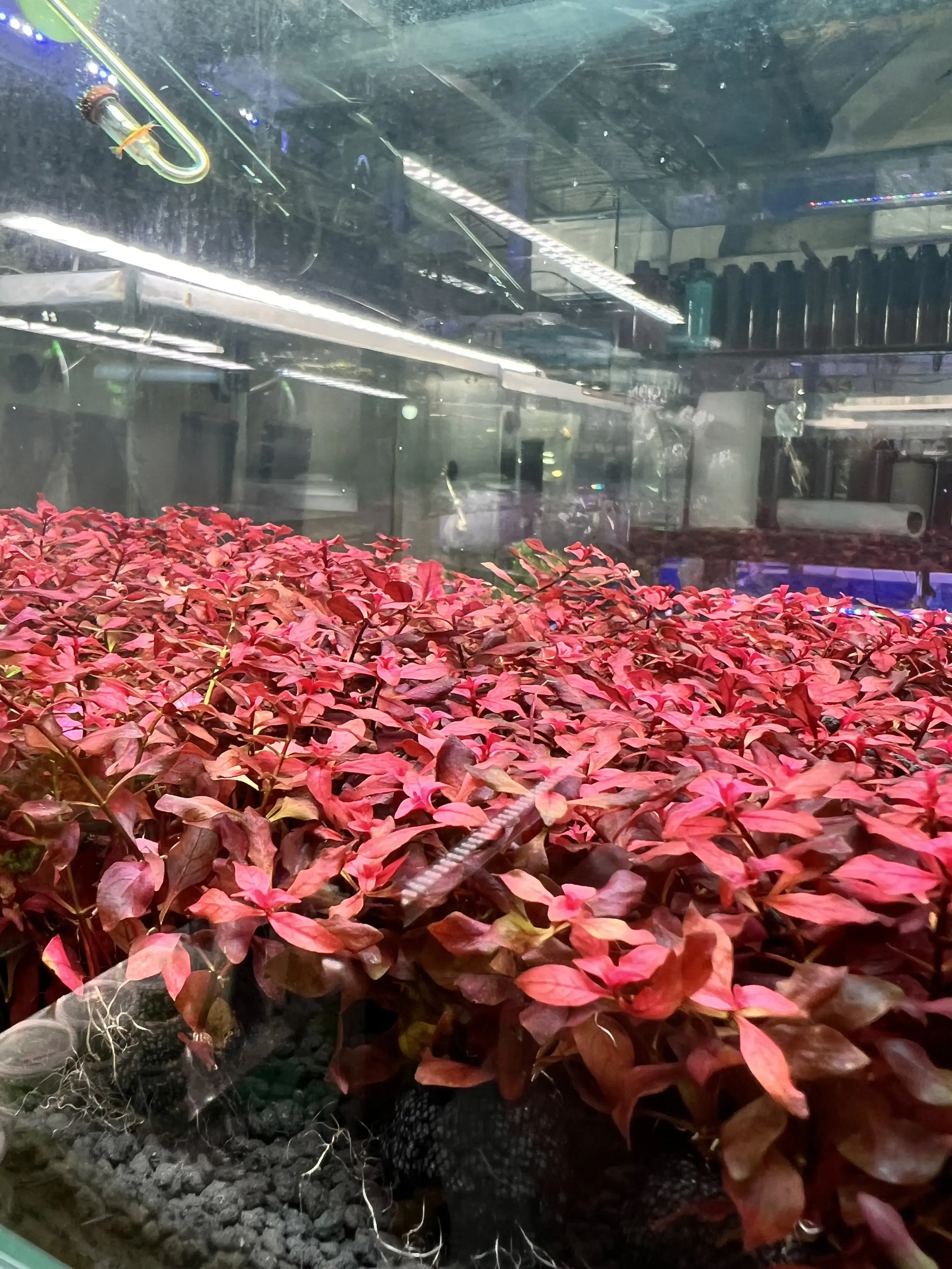 ตู้ไม้น้ำที่สมบูรณ์