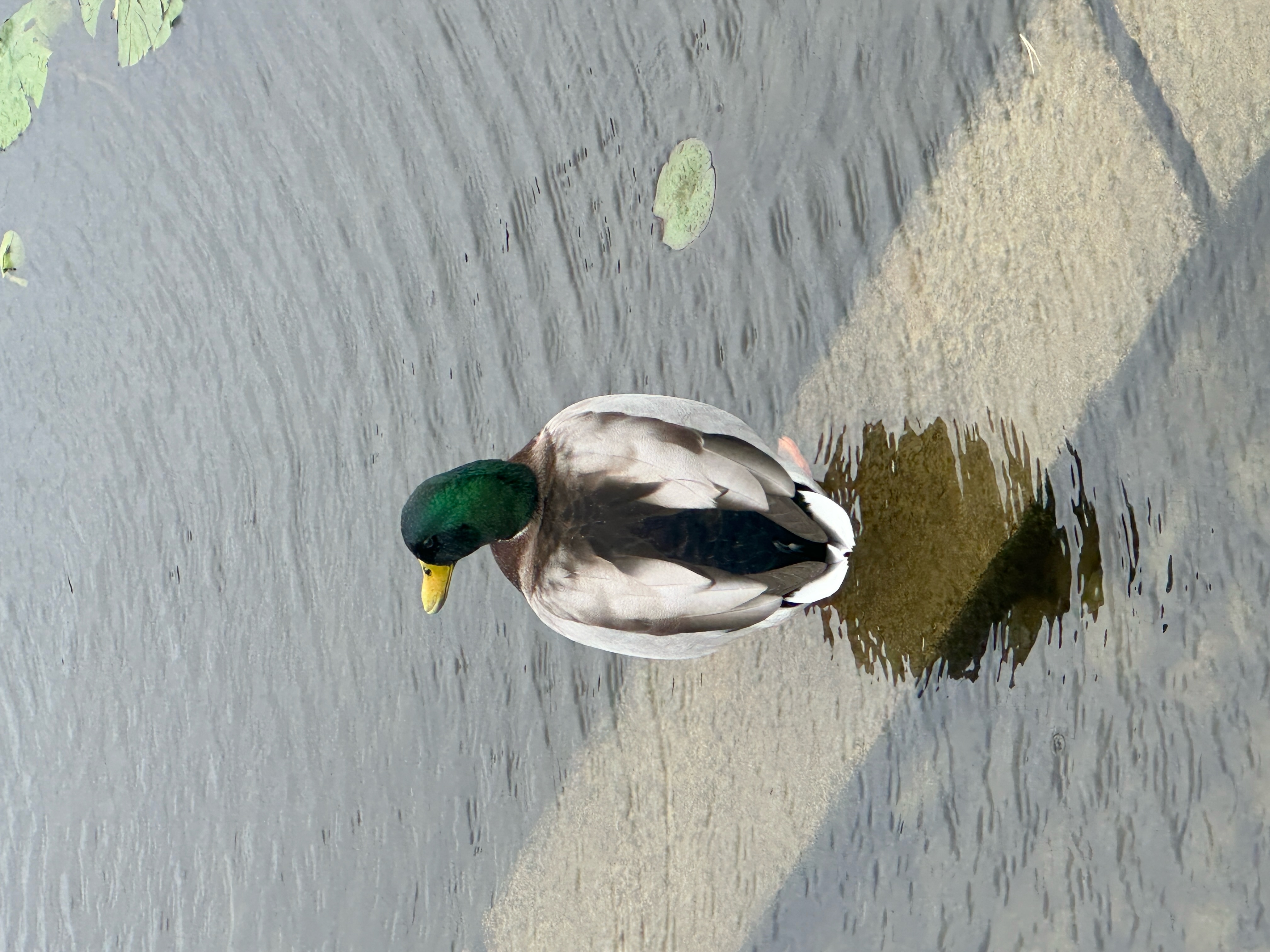 Duck