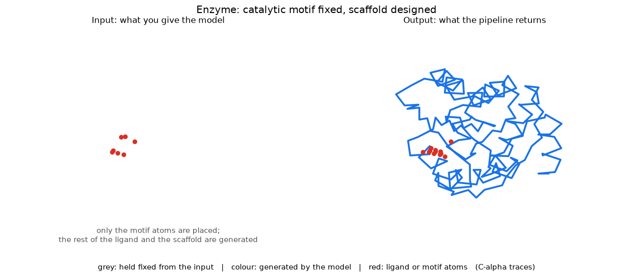 enzyme