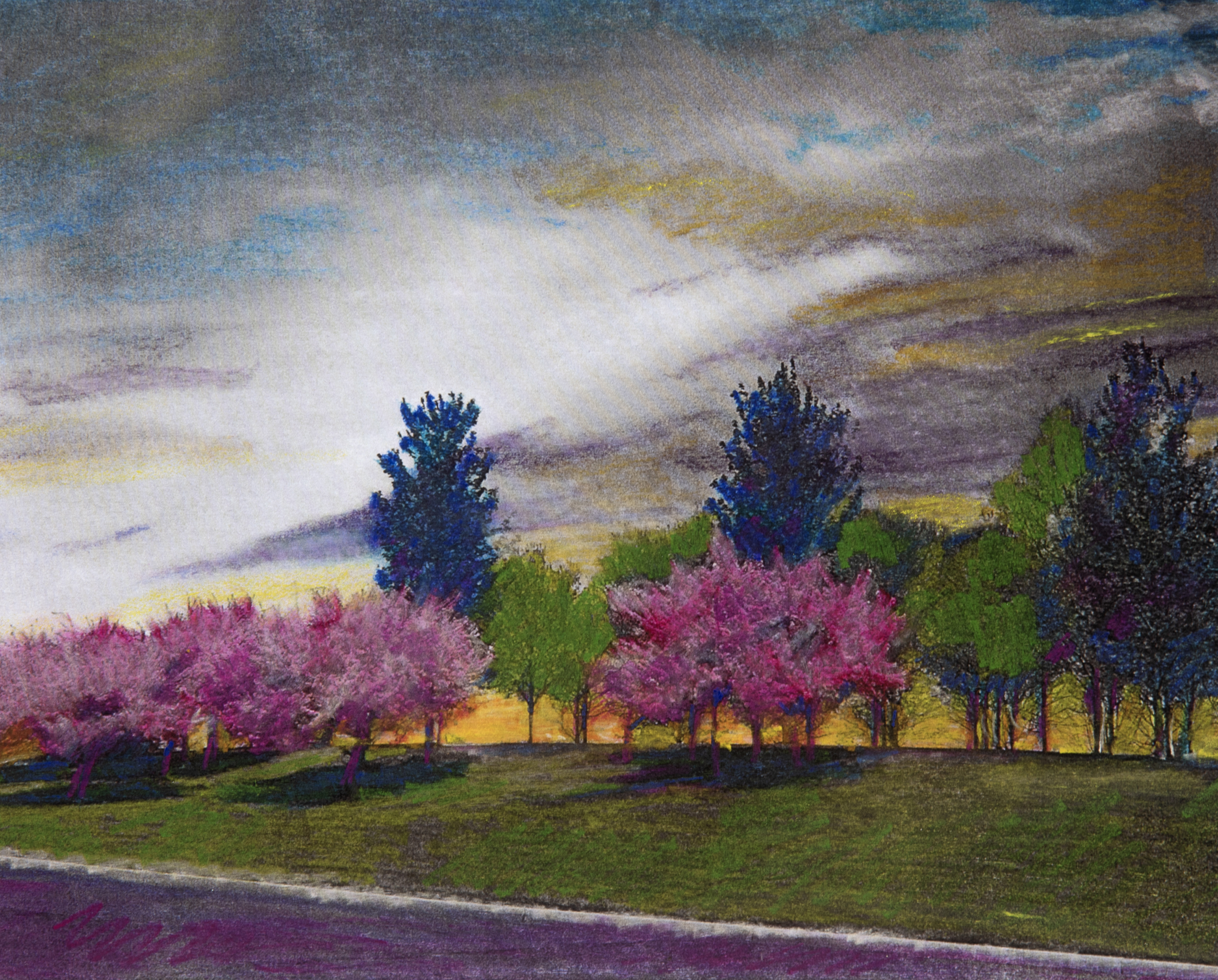 Cherry Trees