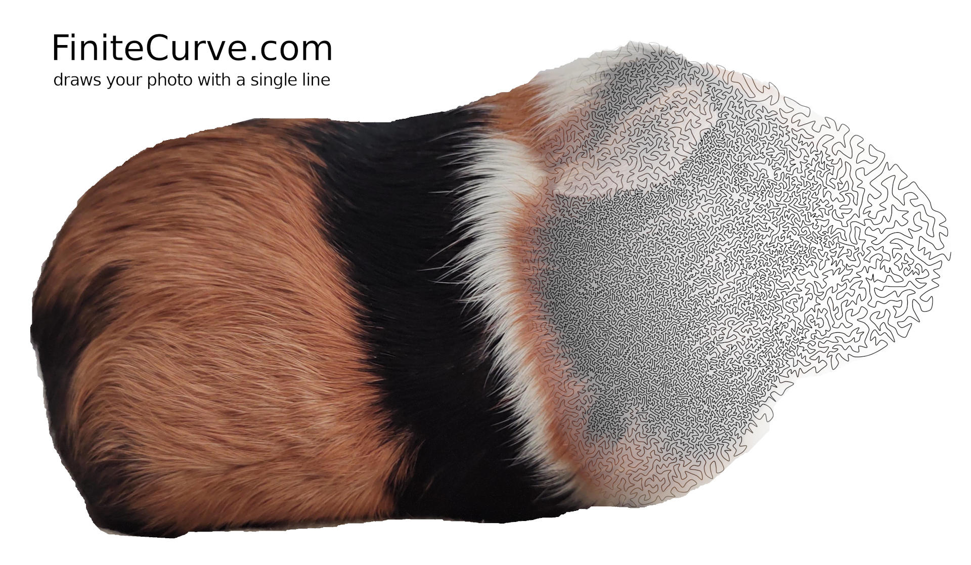 A long, non-intersecting line drawing a guinea pig