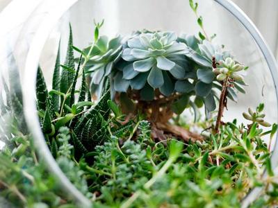 A test image showing a green plant in a pot made of glass