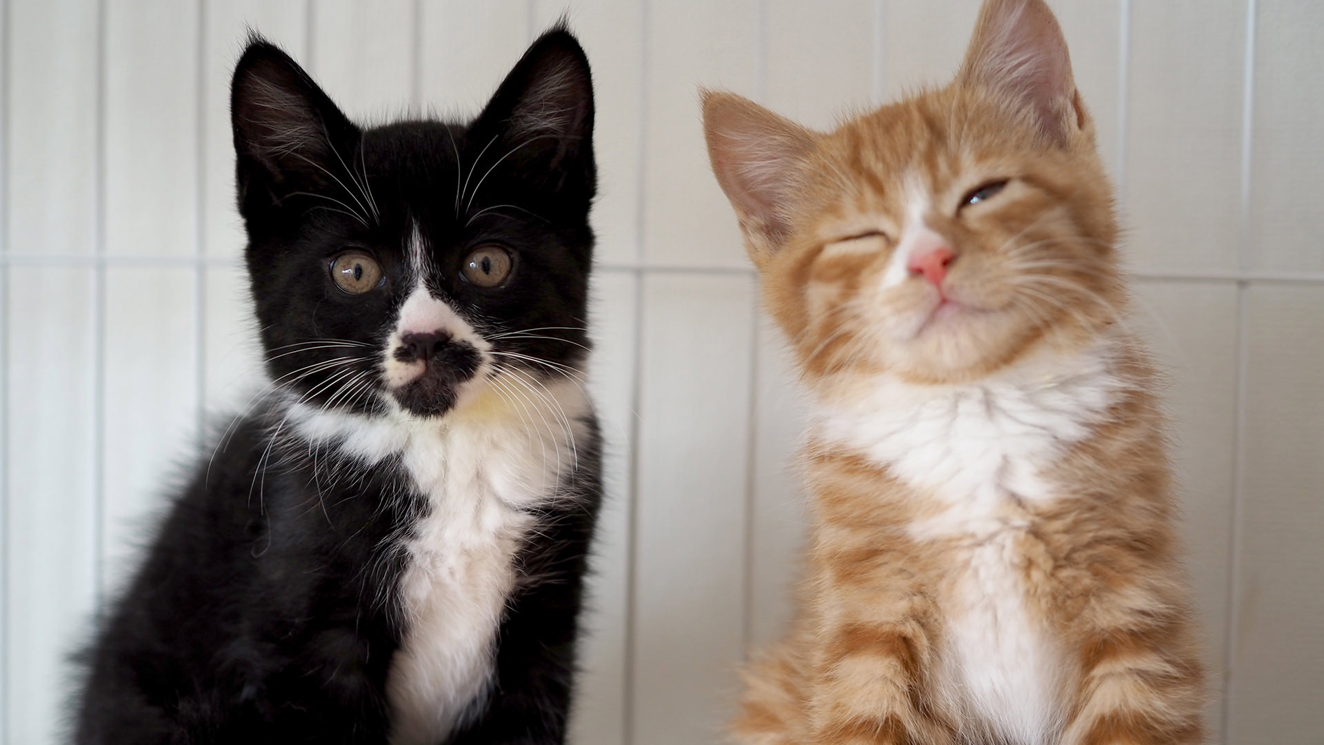 Welcome to 江東ねこの会 Github Page