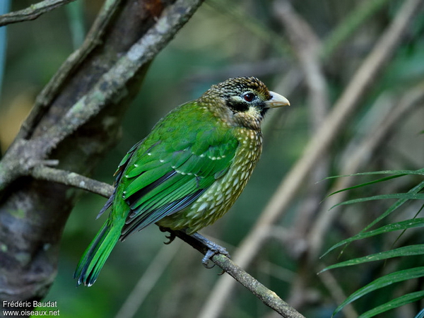 Catbird