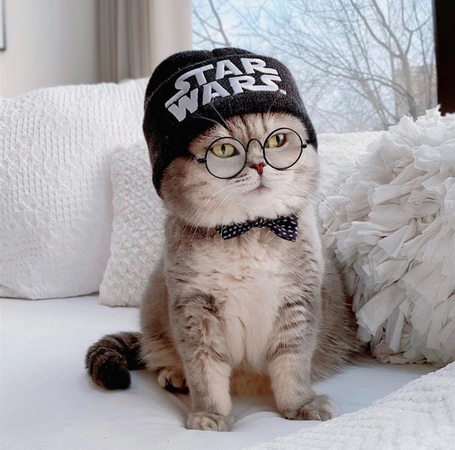 Star War Cat