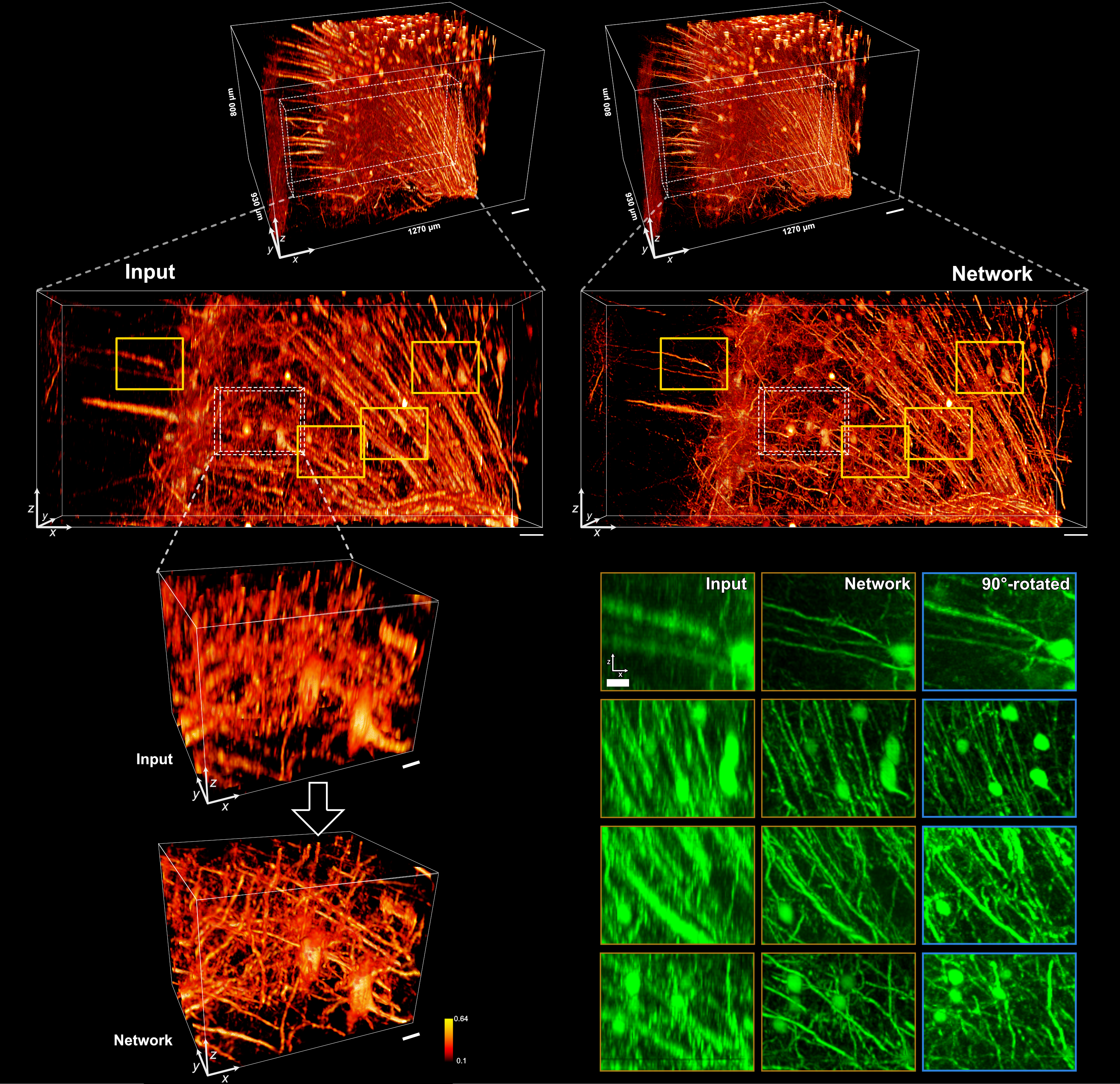 Example of large-scale resolution enhancement for axial resolution in confocal fluorescence microscopy