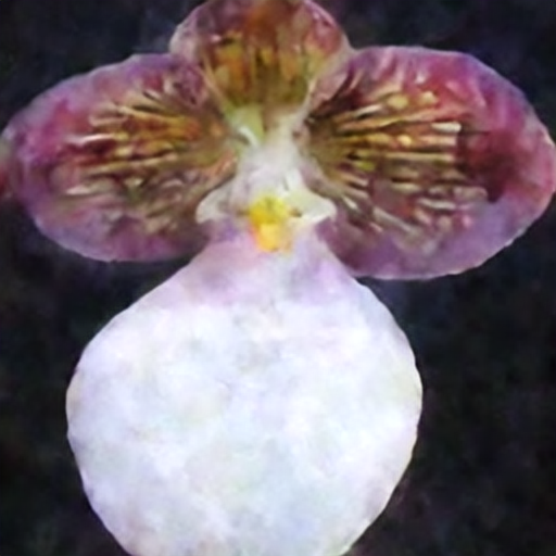 hard-leaved pocket orchid