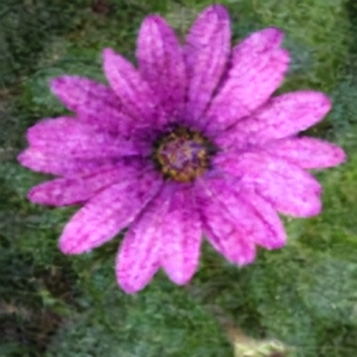 Osteospermum