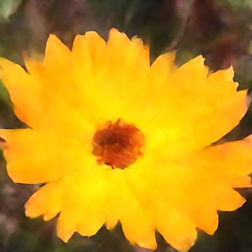 english marigold