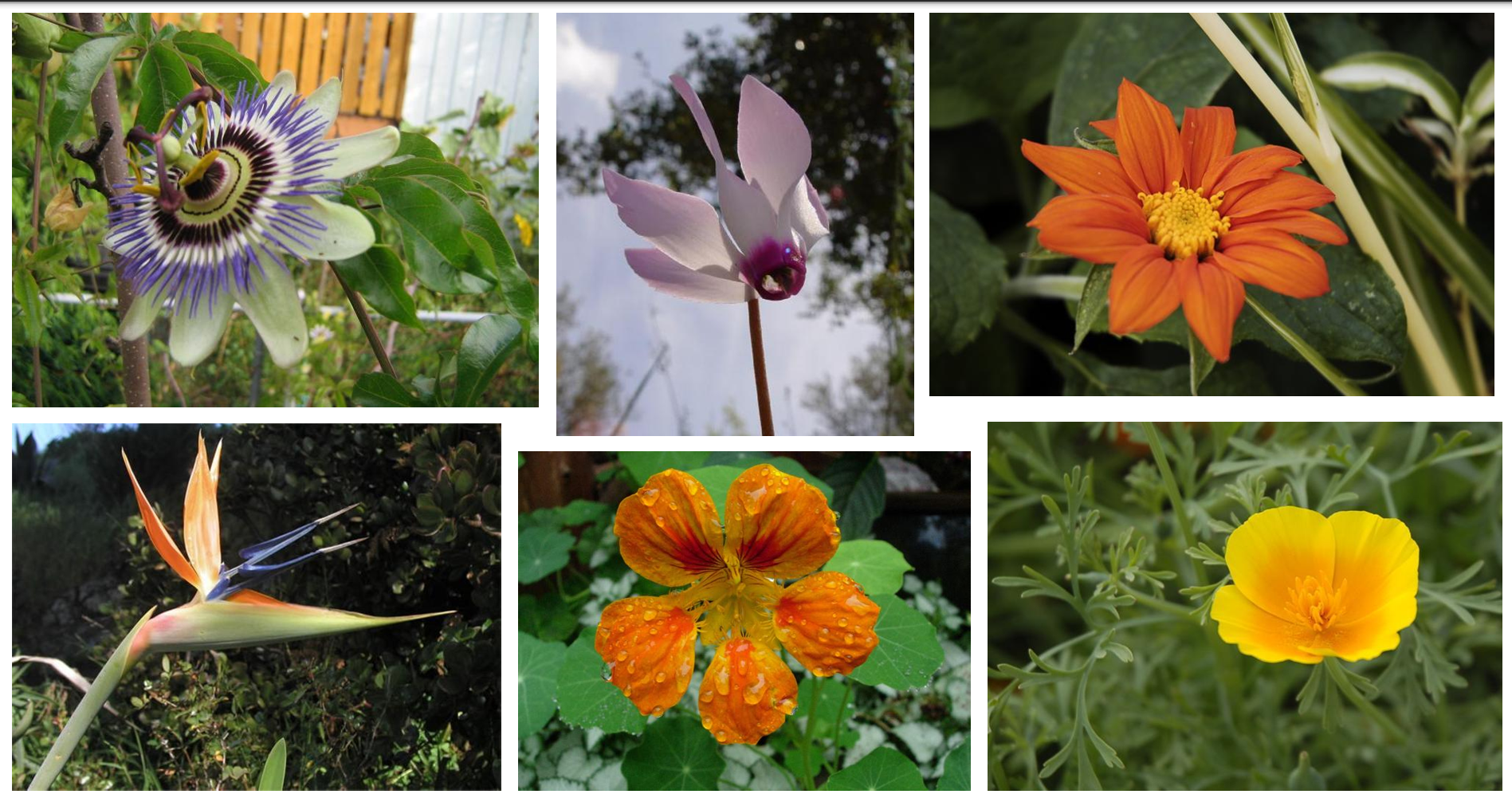 Sample Original Data