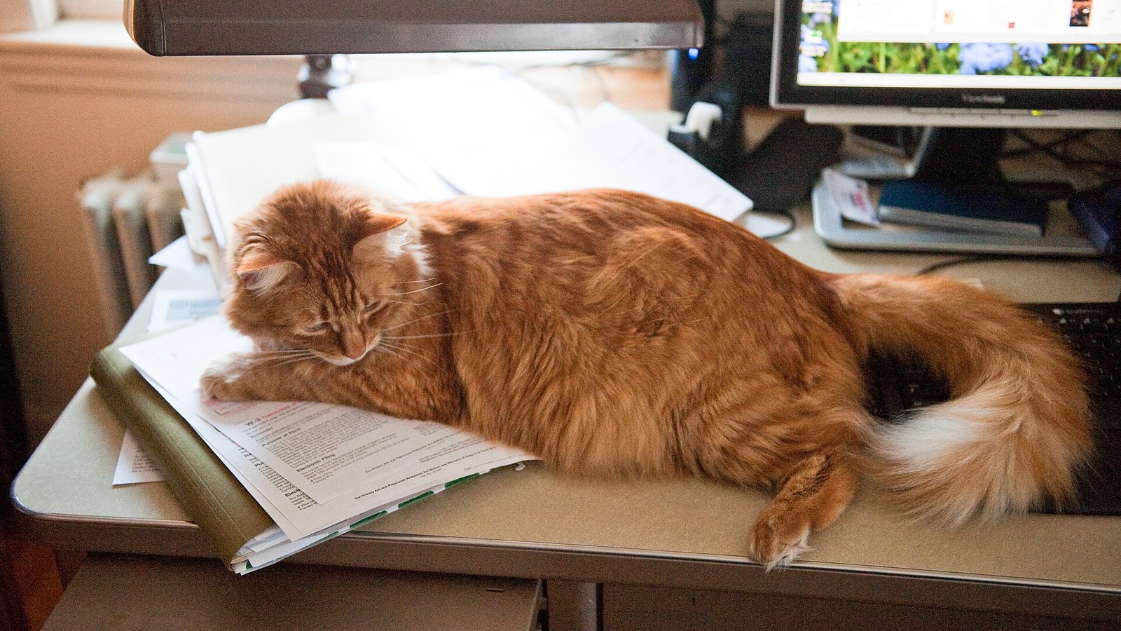 later section near 4,000 words editorial photograph of a calculator and tax compliance forms resting on top of a retirement portfolio ledger in an indoor home setting