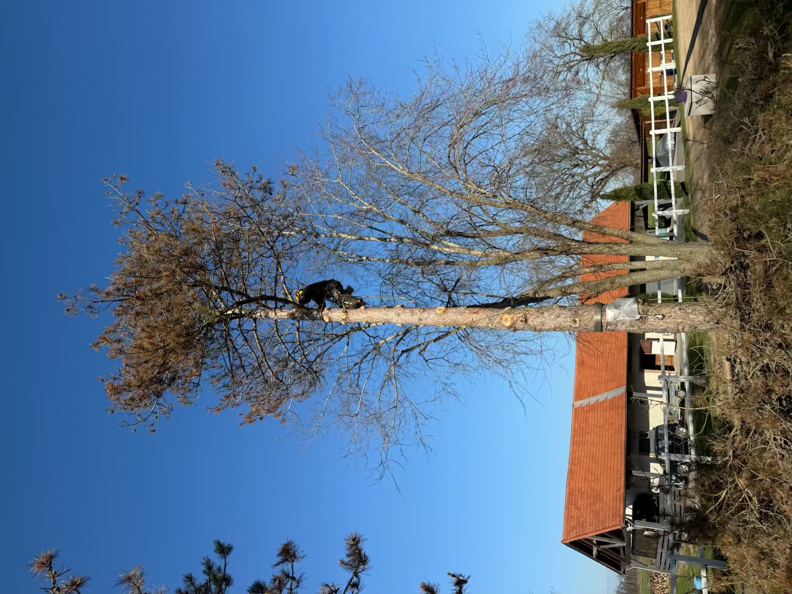 Élagage en hauteur KVbois
