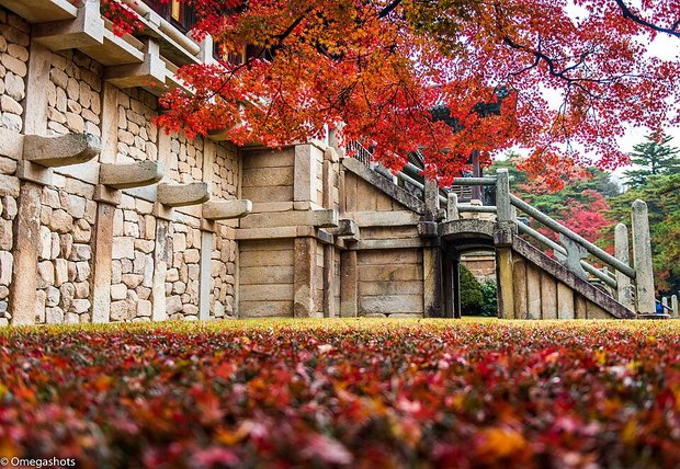 Bulguksa stone stairways and walls with red maple leaves in autumn