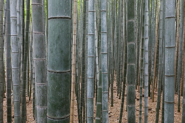 Tall green bamboo in the Arashiyama Bamboo Grove