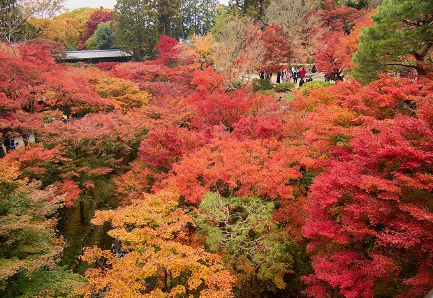 Red and orange maples filling the valley below the bridges at Tofuku-ji