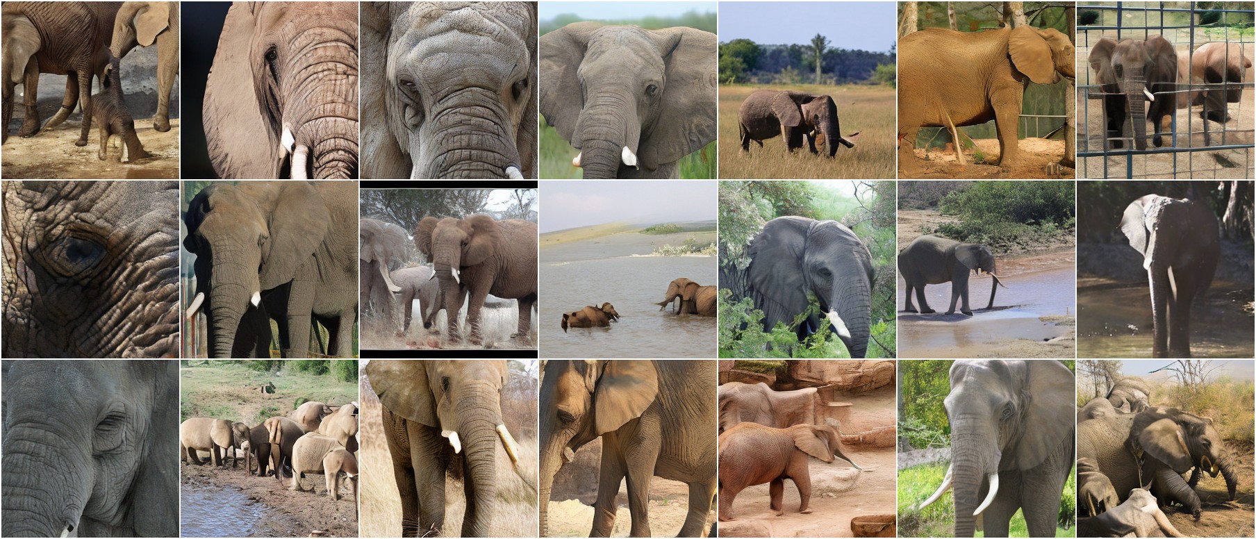 African Elephant