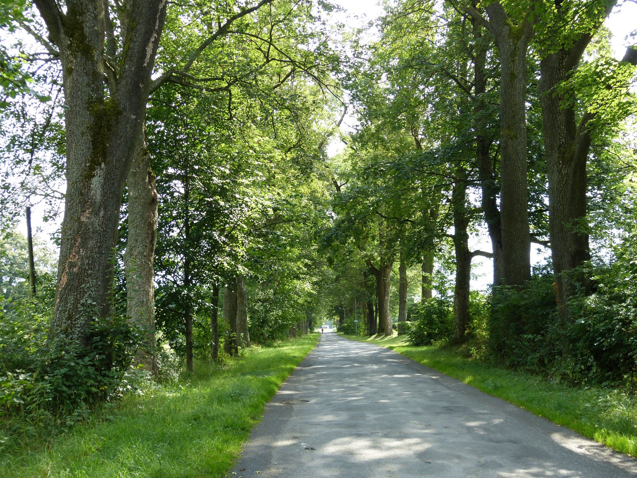 Alej v Krucemburku (c) Mapy.cz