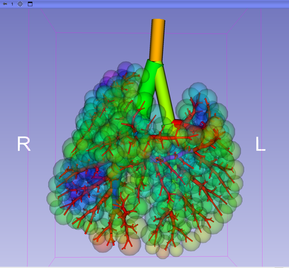 Visualized airway tree structure and near acini compartment deposition