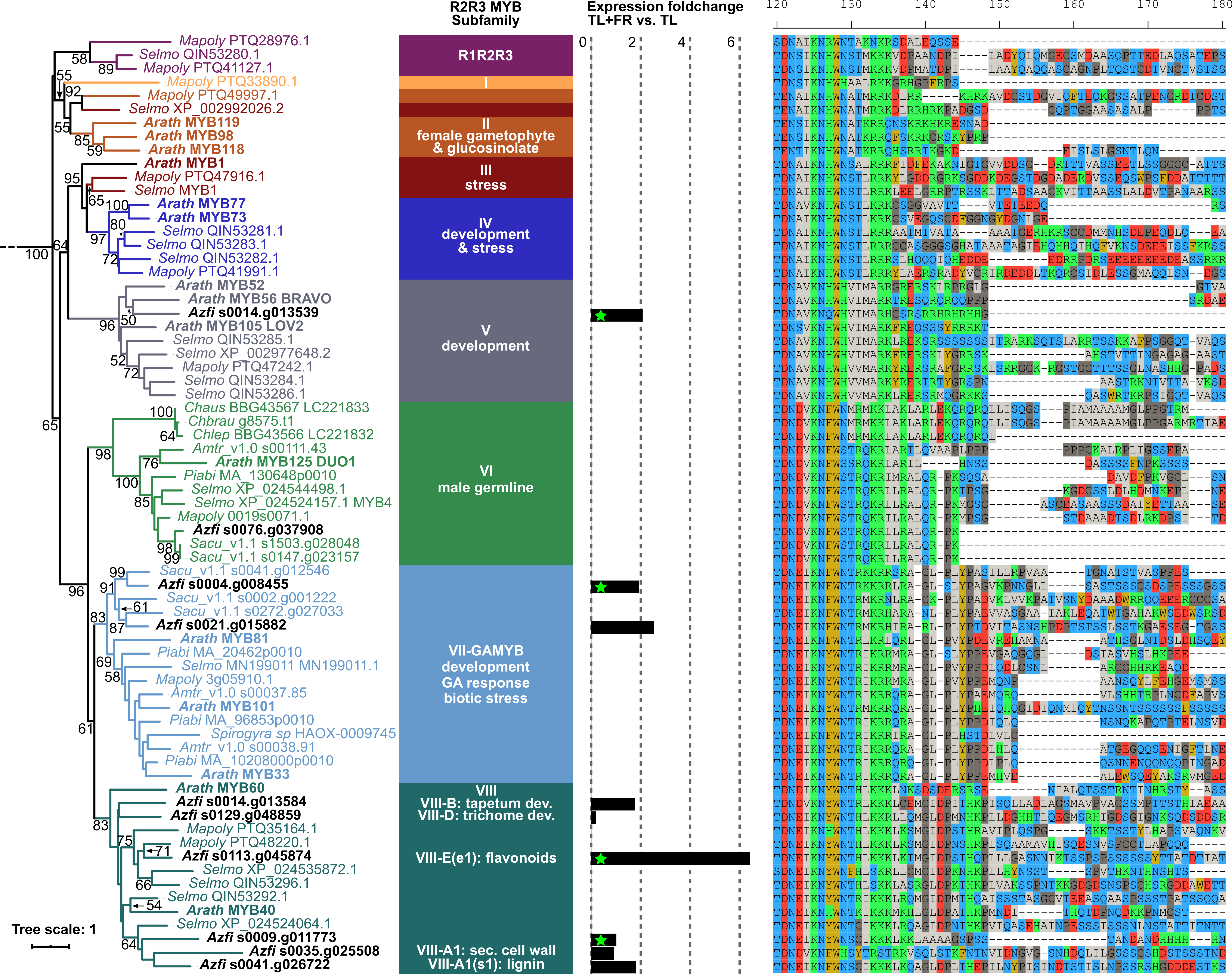 myb_subfamiles+RNAseq_normalbootstrap+MSA-600dpi.png