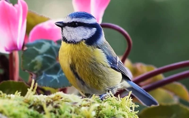 tit also mean this bird by the way tit also mean this bird by the way
