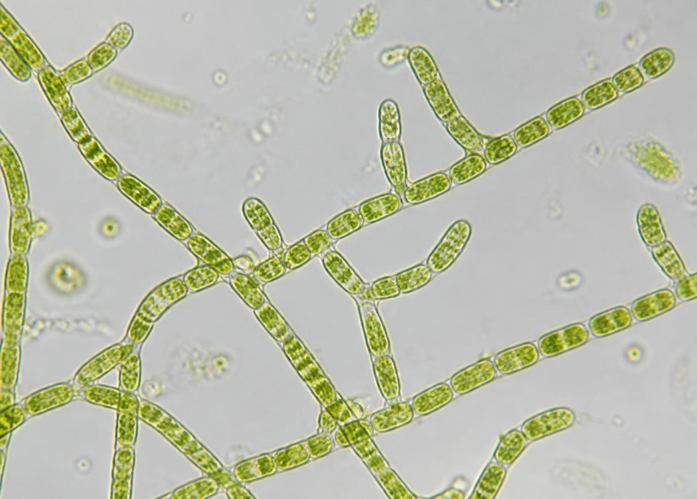 Protonema