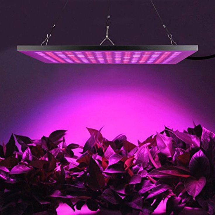 Plants under 45W LED grow light