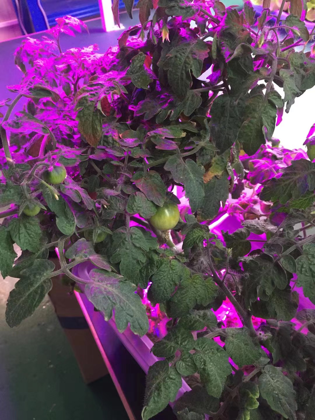 Position the grow light properly is vital