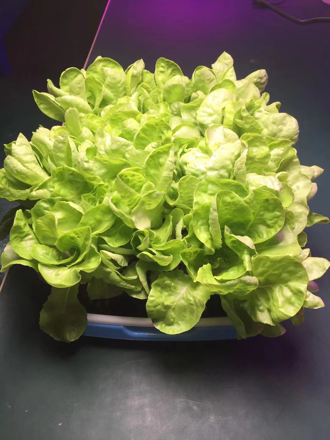 GoldenBuds 45W LED grow lights ideal for herbs, leafy greens, cherry tomatoes, microgreens and sprouts