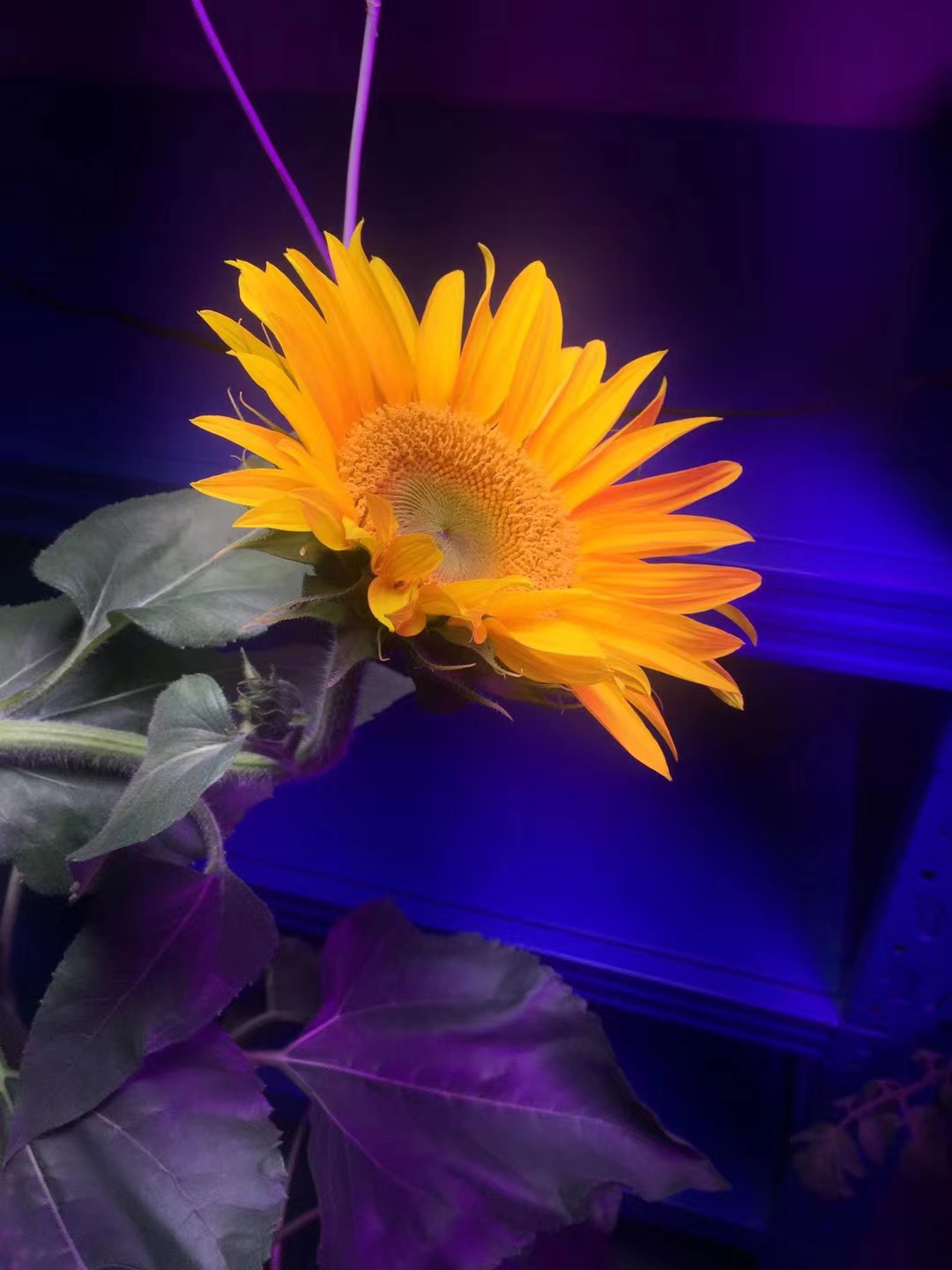 45W LED grow lights good for small and medium growing area
