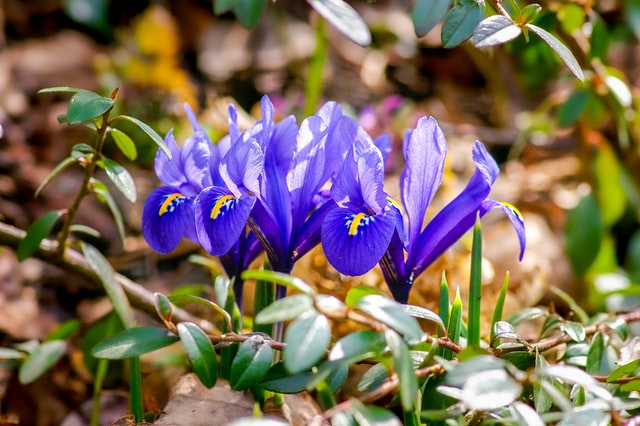 irises