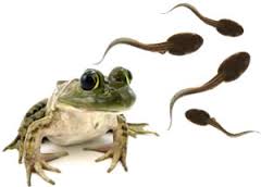tadpoles and frogs