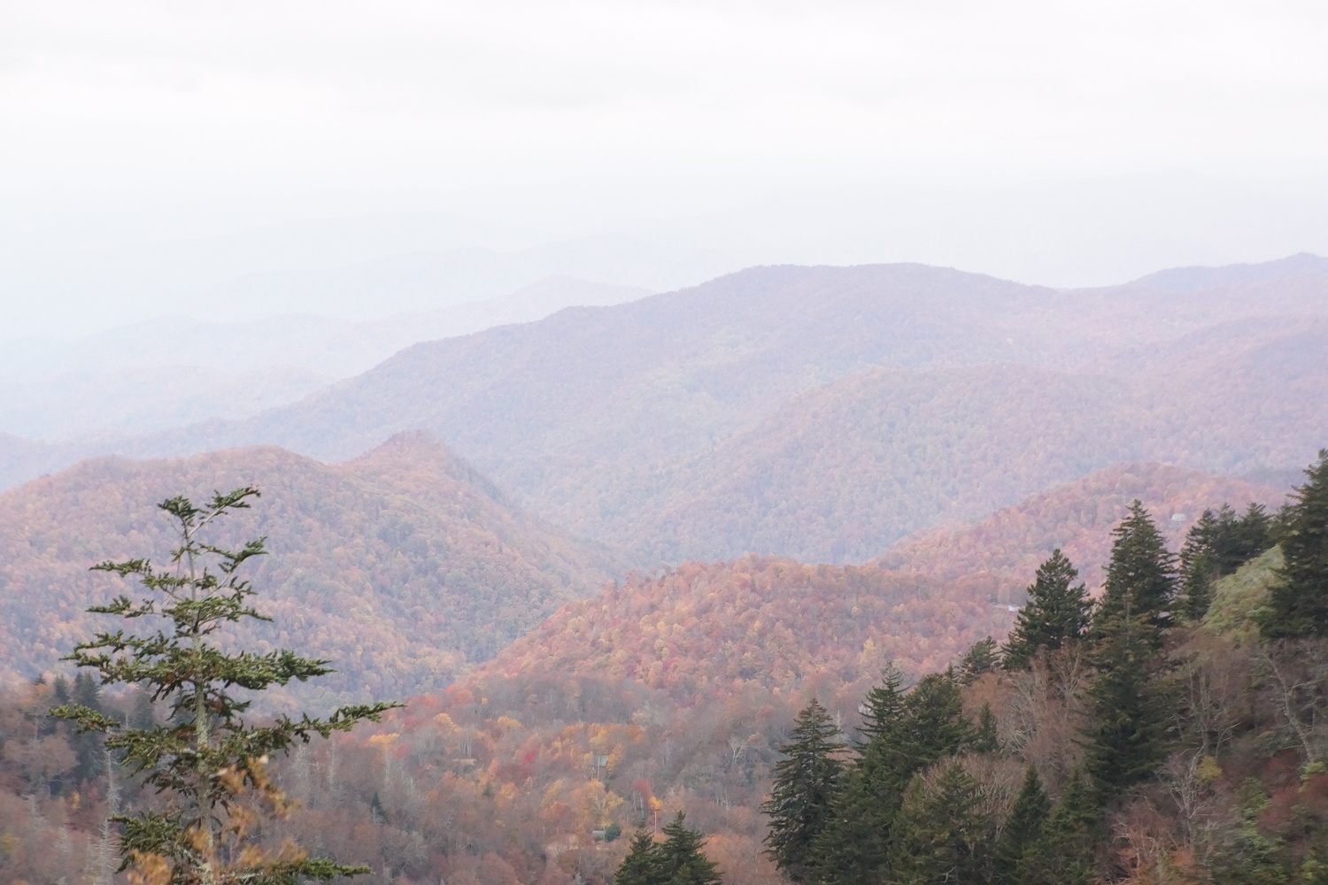 Woolyback Overlook