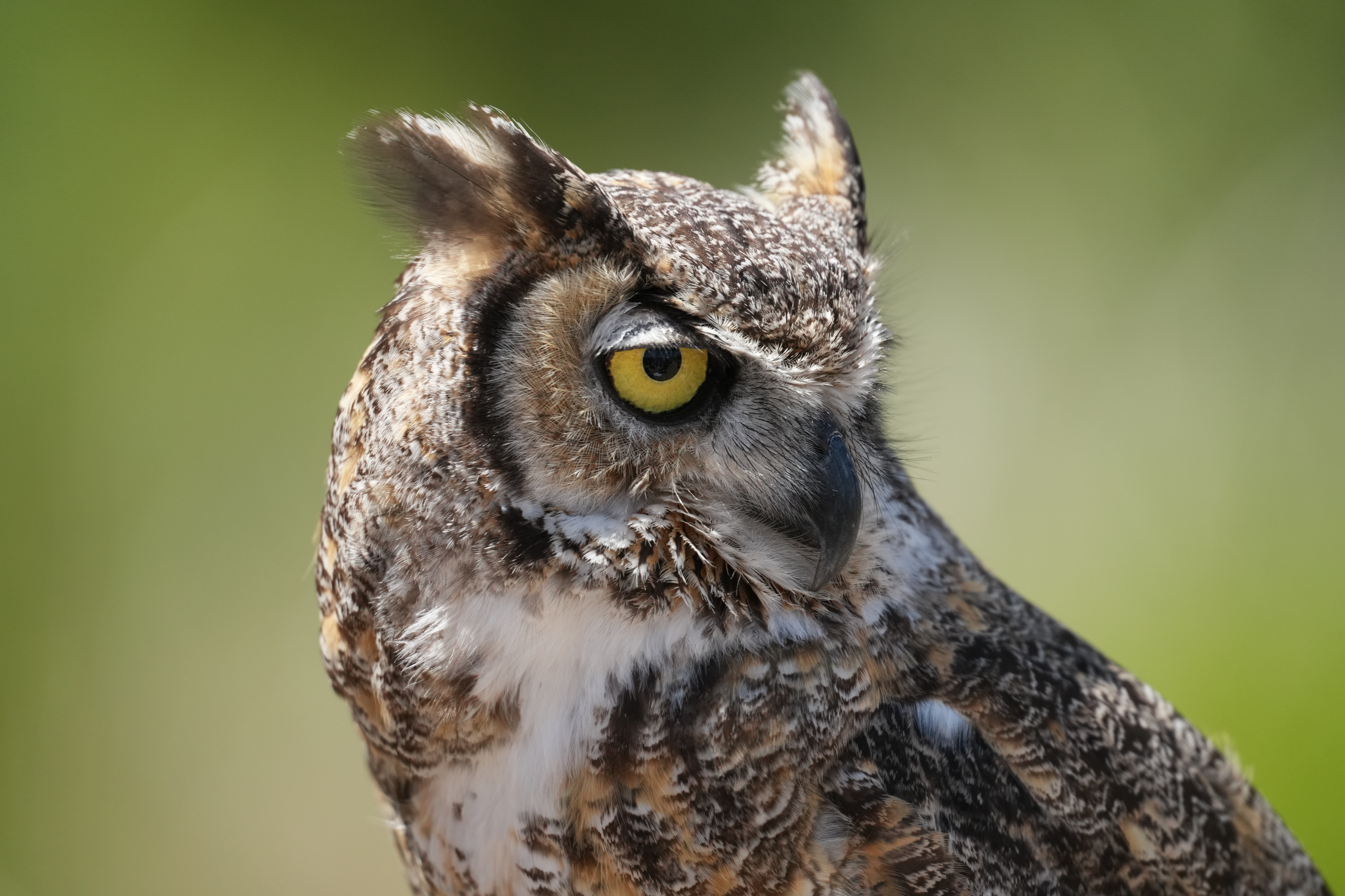 Processed Image, Resolution 4320x2880, Quality 99, Size 5.6 MB