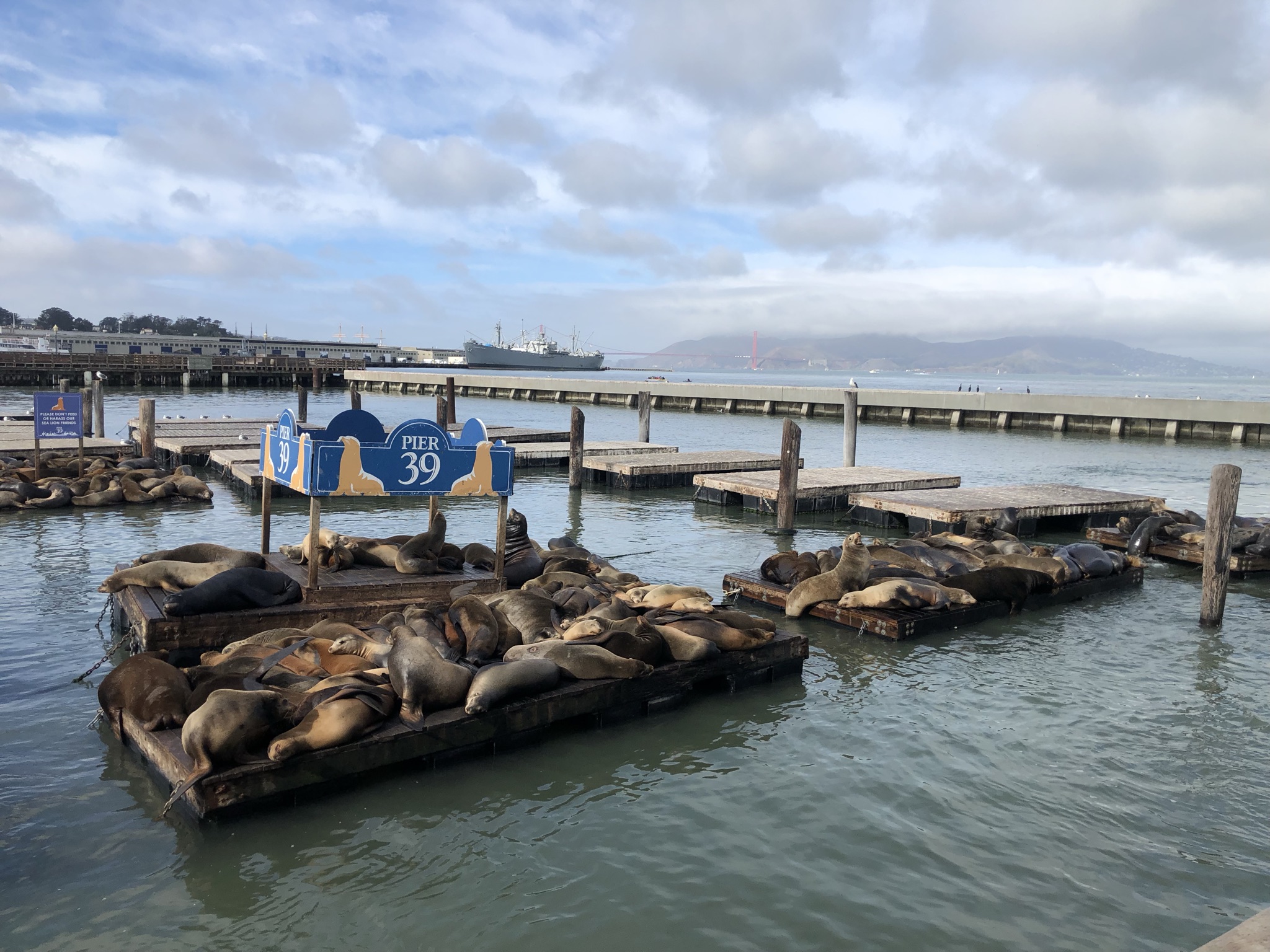 码头的海狮