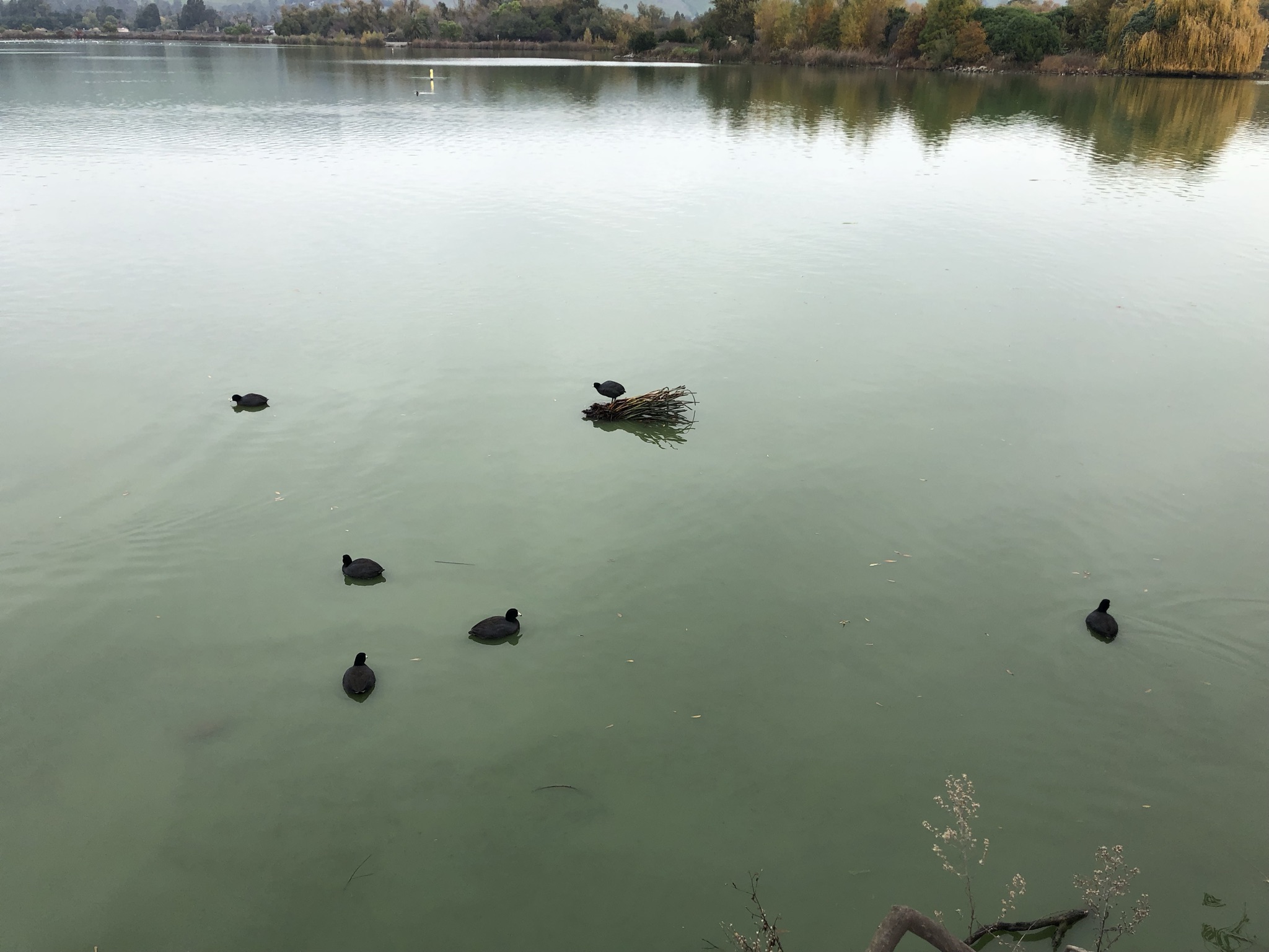 湖面上的野鸭